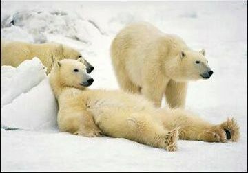 polar-bears-rest-time[1]